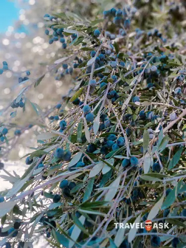 Asteria Bloom Side (Ex. Selectum For Two)