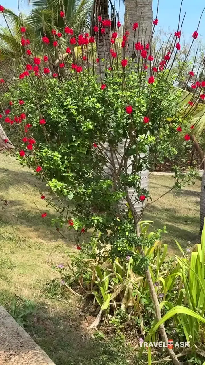 Sirenis Tropical Varadero (Ex. Be Live Experience Tropical, Labranda Varadero Resort)
