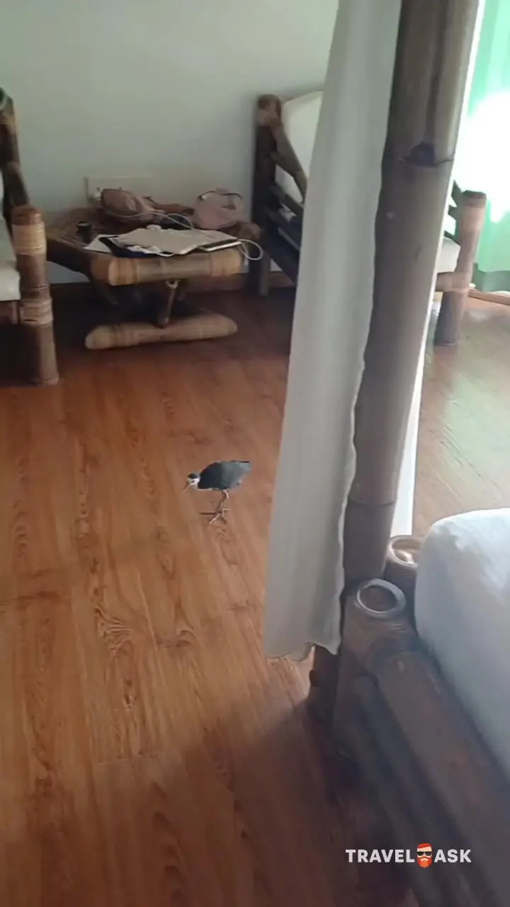 video__preview