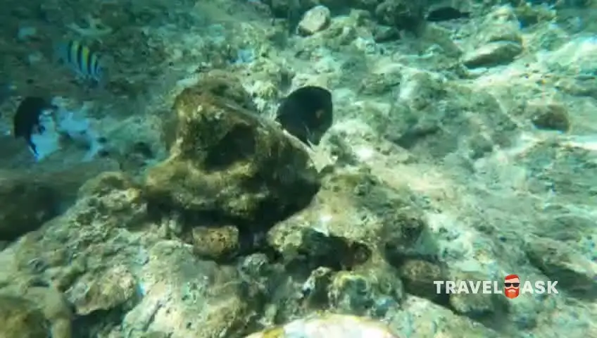 Amphoras Blu