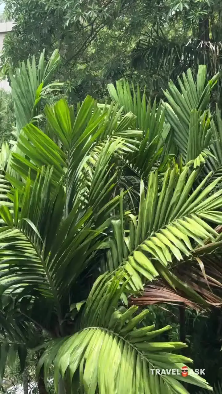 video__preview