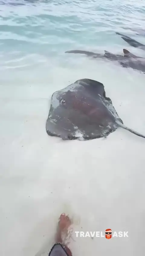 Cinnamon Velifushi Maldives