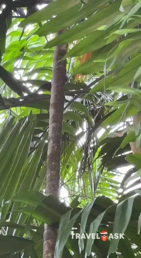 video__preview