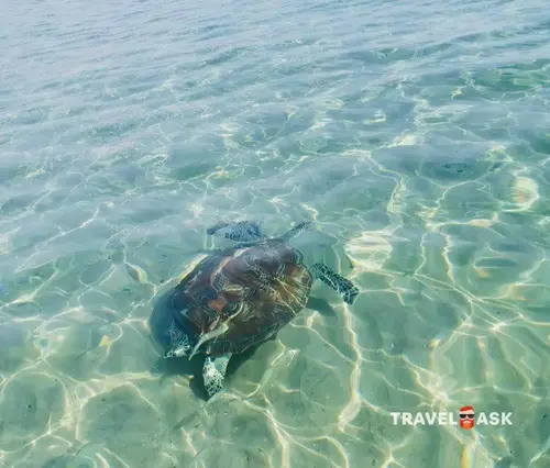 Oceanic Khorfakkan Resort & Spa