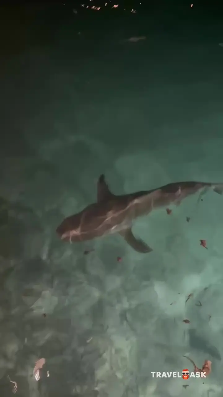 Furaveri Island Resort & Spa