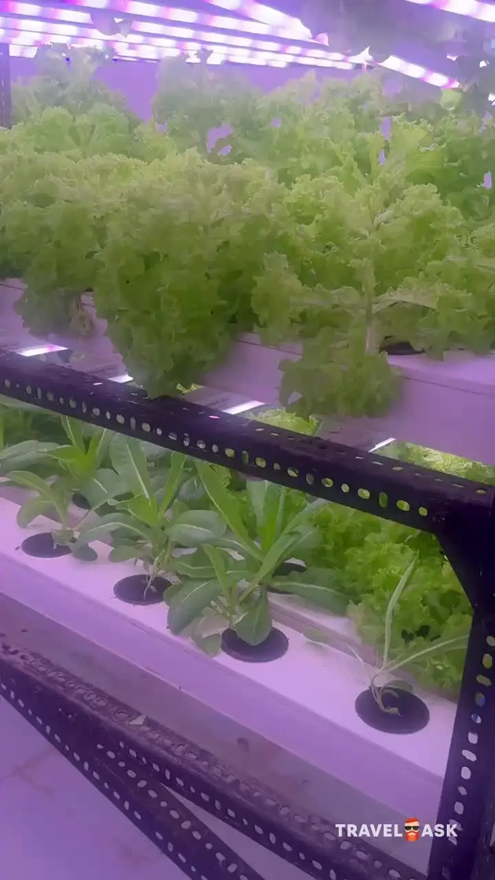 Ozen Life Maadhoo (Ex. Ozen By Atmosphere At Maadhoo)