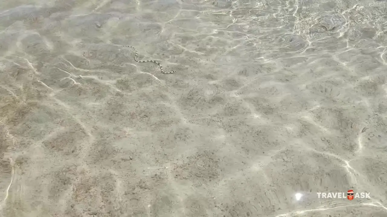 video__preview