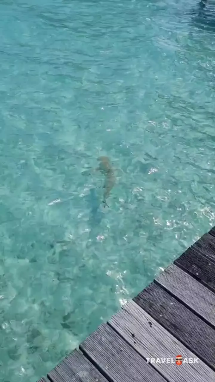 Gangehi Island Resort