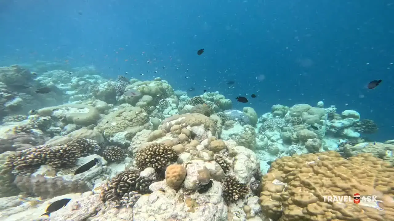 Avani+ Fares Maldives Resort