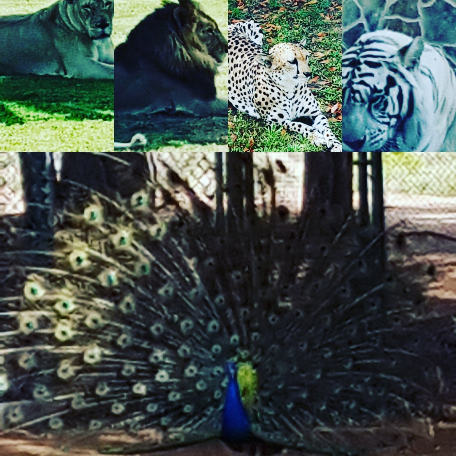 @question.title