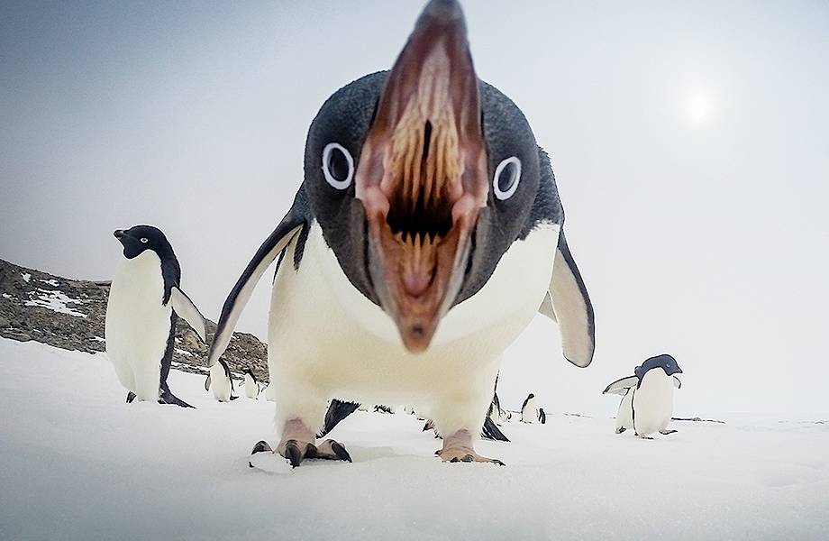 Лучшие фотографии 2015 года от National Geographic. Просто сердце замирает!