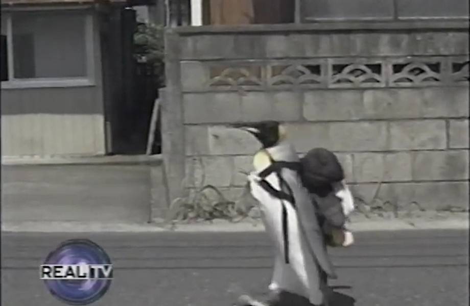 Потрясающе умный и очень необычный домашний питомец появился в одной японской семье Потрясающе умный и очень необычный домашний питомец появился в одной японской семье