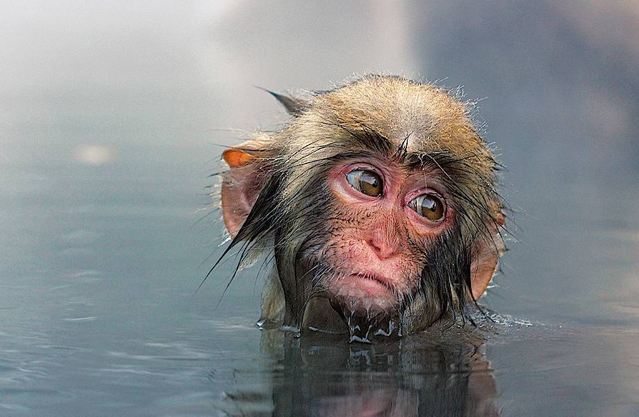 Джигокудани — парк снежных обезьян, в которых влюбляешься с первого взгляда Джигокудани — парк снежных обезьян, в которых влюбляешься с первого взгляда