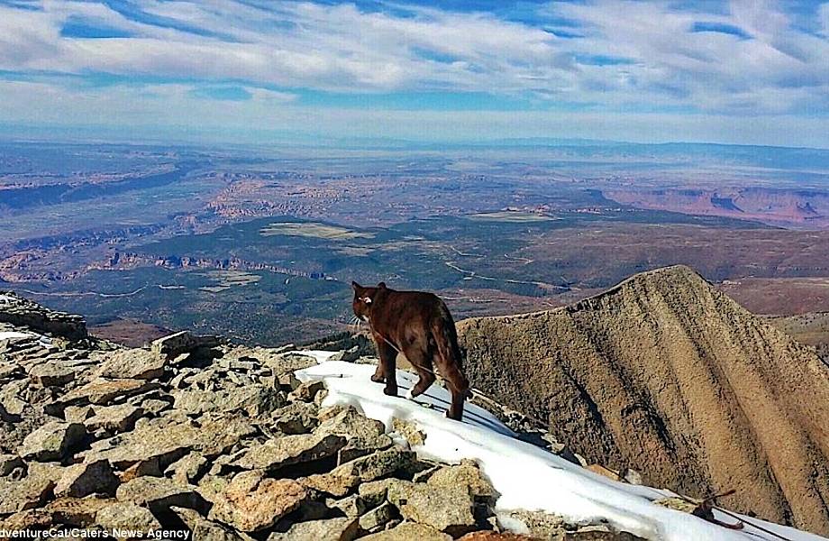 Кот-путешественник, посетивший самые красивые места Америки