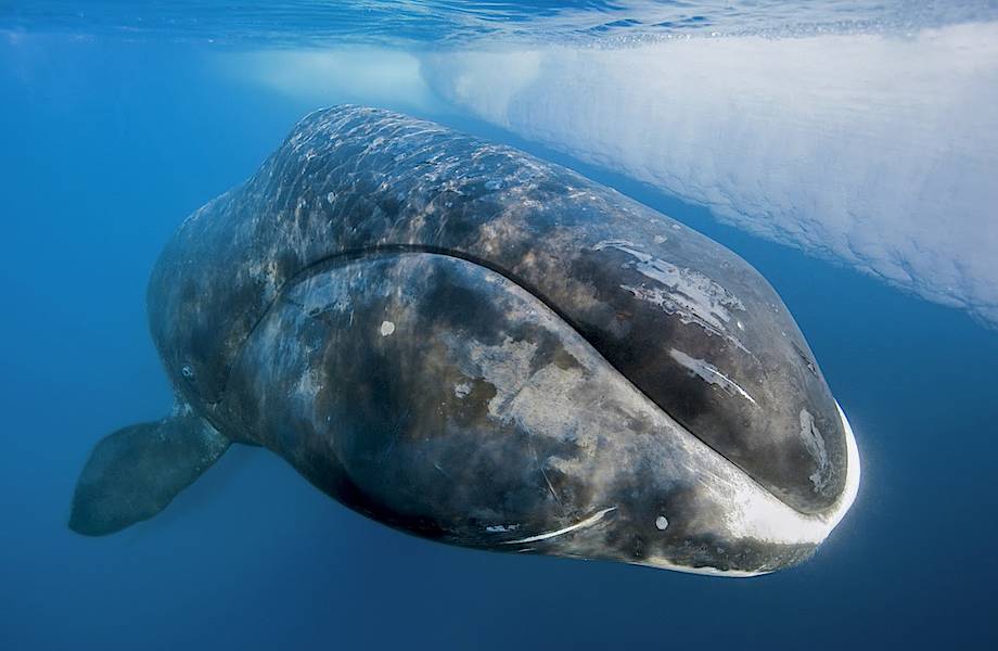  10 самых долгоживущих организмов на Земле