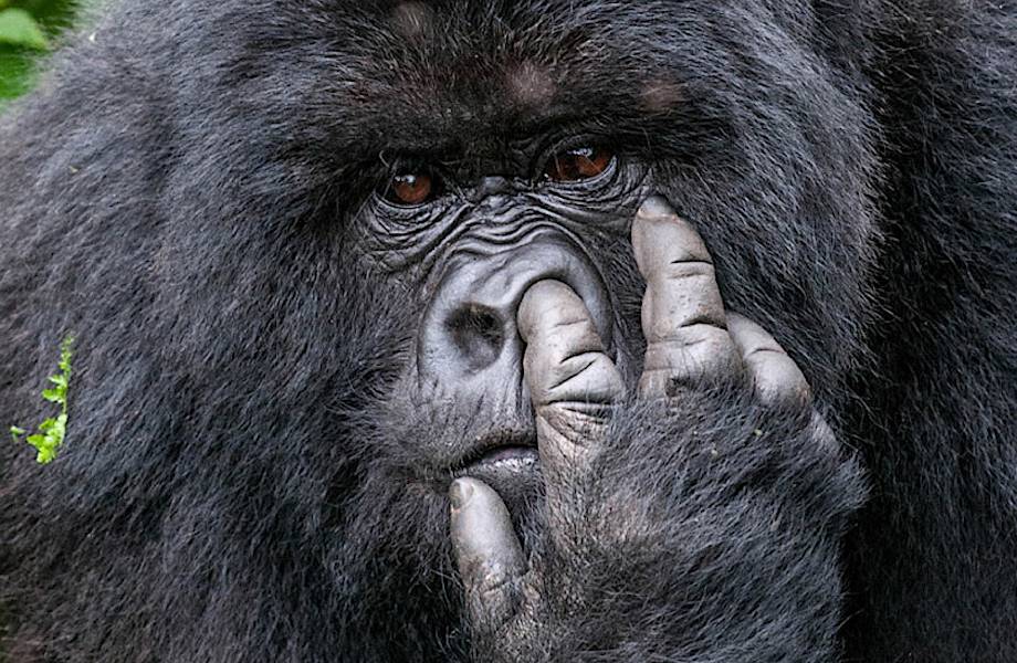 20 уморительных снимков с конкурса Comedy Wildlife Photography Awards 2015