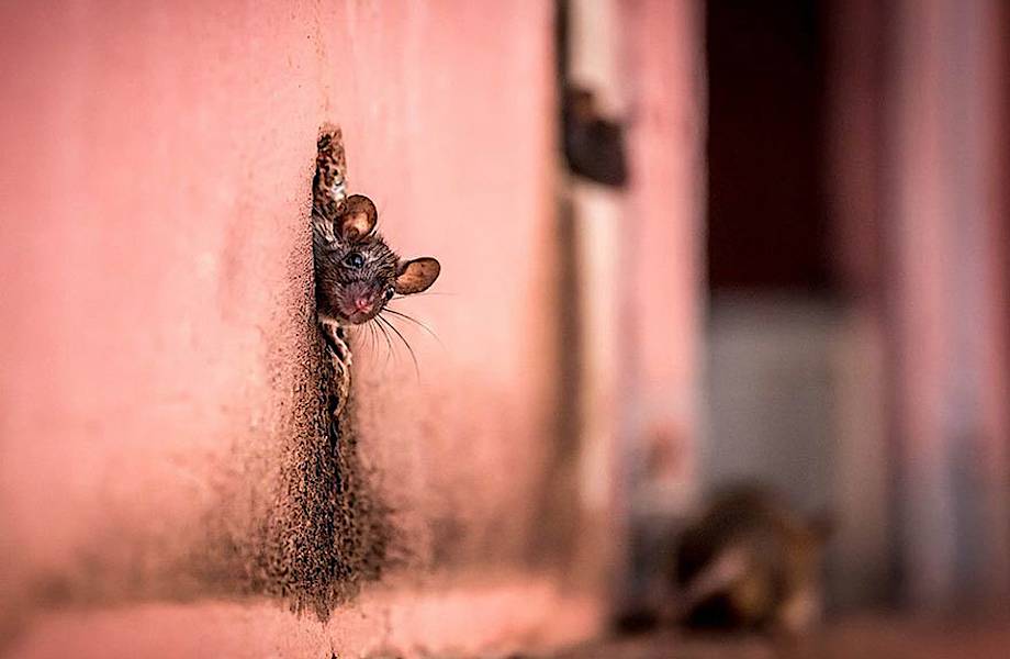 20 cамых шедевральных снимков National Geographic, которые взорвали интернет 
