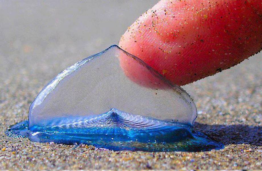 Единственная и неповторимая Velella velella — одно из самых необыкновенных созданий на планете! 