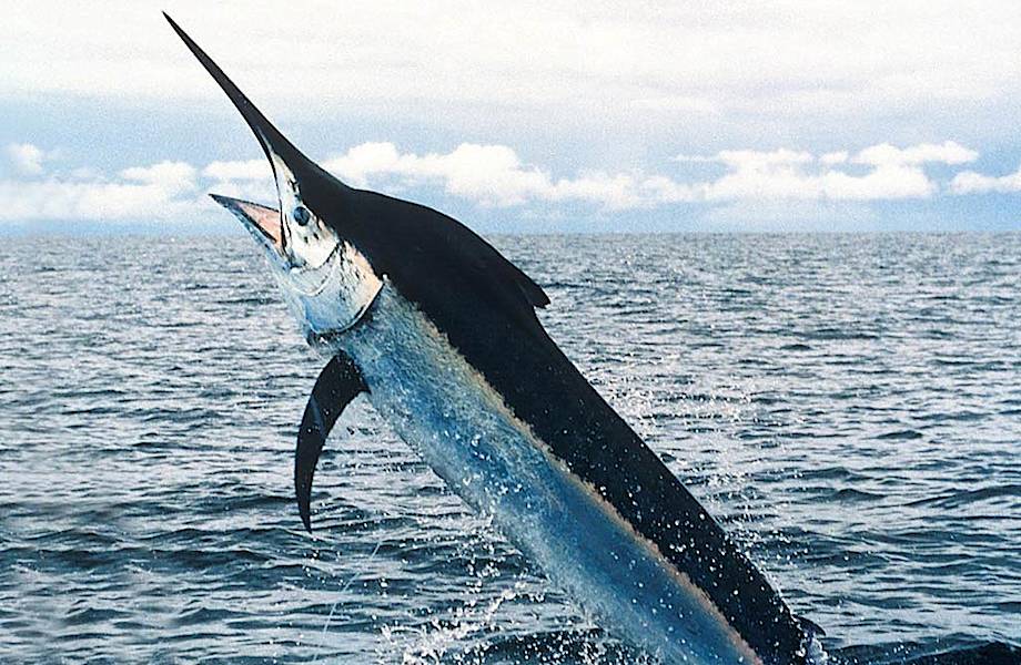 Морской биолог показал, как выглядит детеныш рыбы-меч