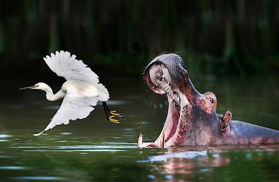 20 удивительных и прекрасных животных в фотографиях 2015 года
