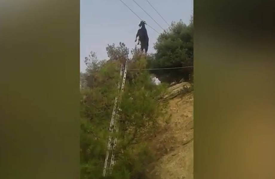 В Греции спасли козла, повисшего рогами на проводах! Видео мигом стало хитом! 