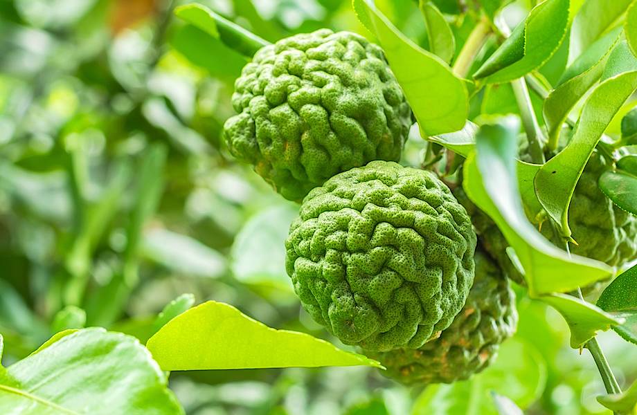 19 вкуснейших даров природы до того, как они попадают на наш стол