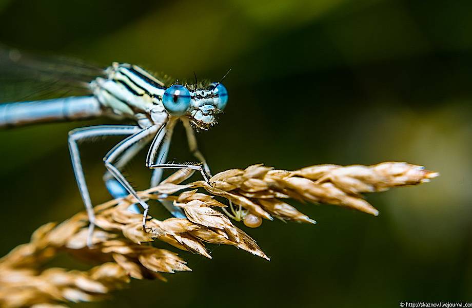 Пришельцы из Нижнего Новгорода Пришельцы из Нижнего Новгорода