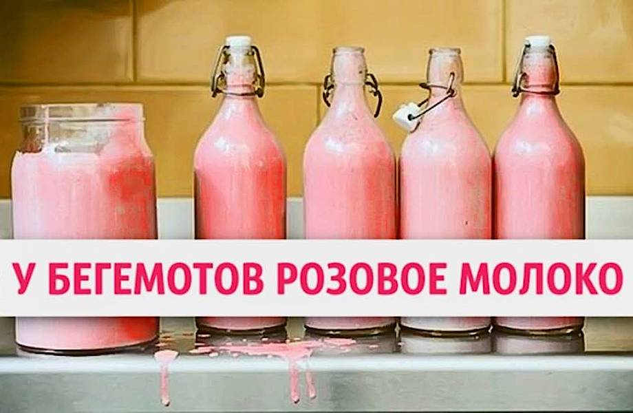 20 правдивых фактов, звучащих как ложь 