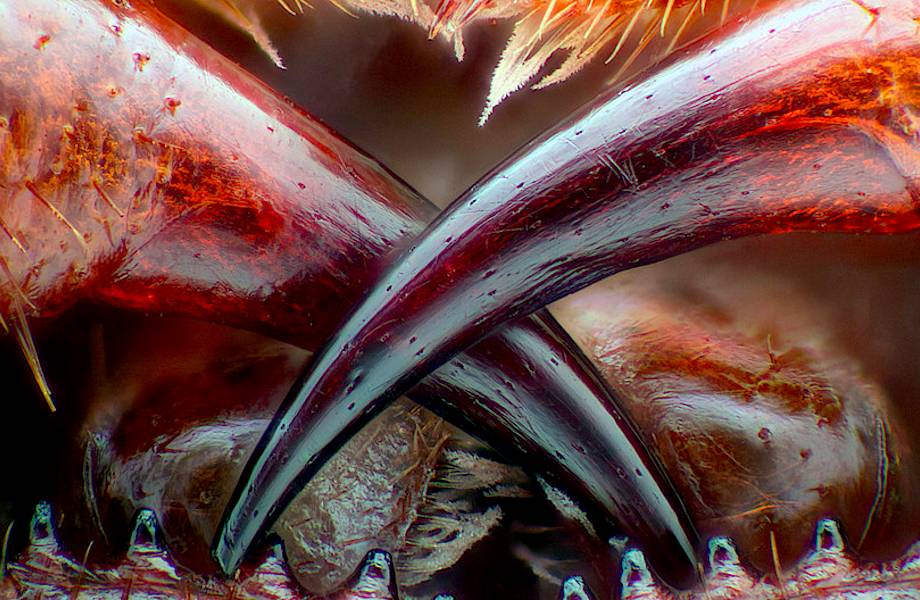 Конкурс микрофотографии Nikon Small World 2016