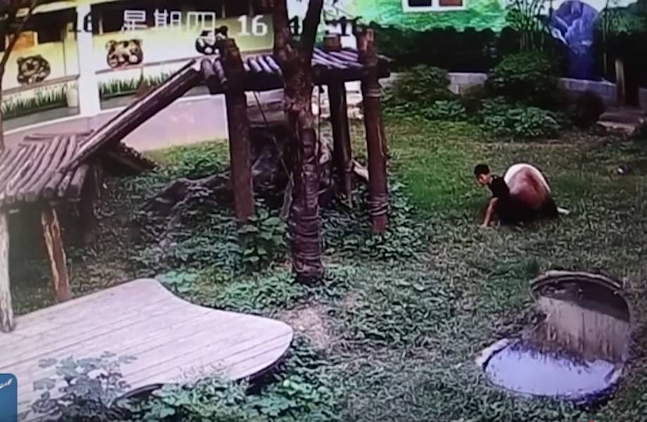 Самое забавное нападение животного на человека! Панда пытается остановить проникшего к ней гостя!