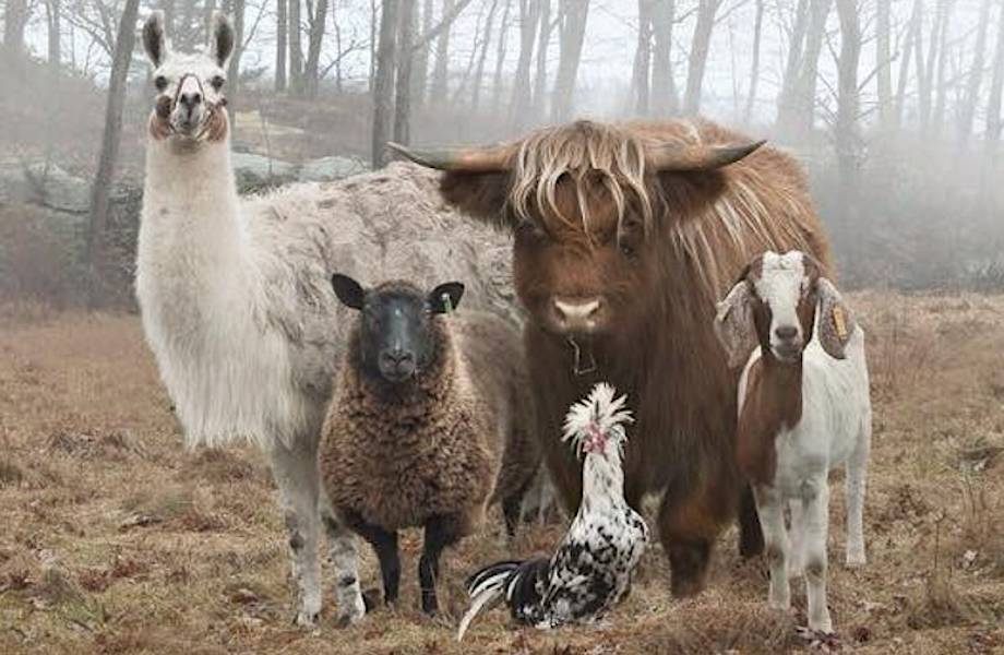 10 классных фото животных со всего мира, которые выглядят как рок-звезды