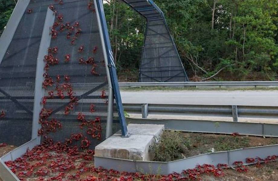 10 потрясающих мостов и переходов для животных, спасающих тысячи зверей ежегодно