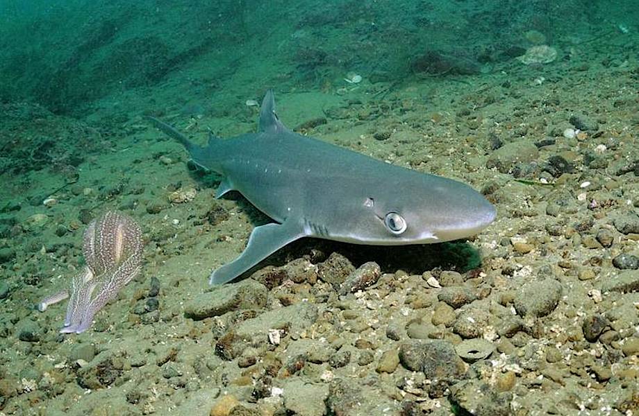 Самое глубокое место на Черном море