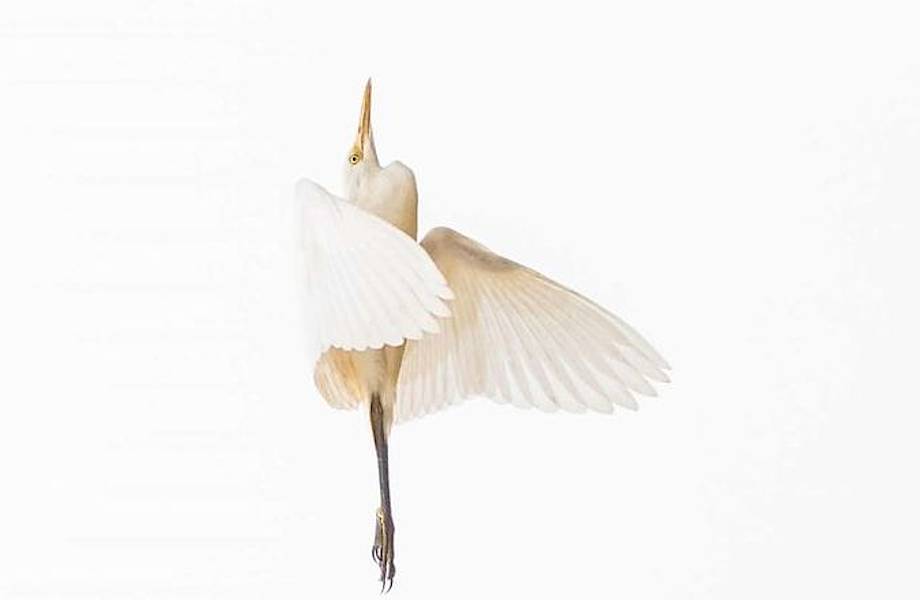 10 феерических фото, одержавших победу на престижном конкурсе Sony World Photography