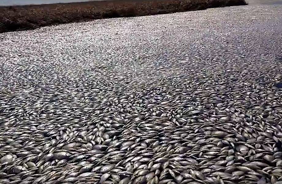 Это озеро в Челябинской области покрыл ковер из мертвой рыбы!