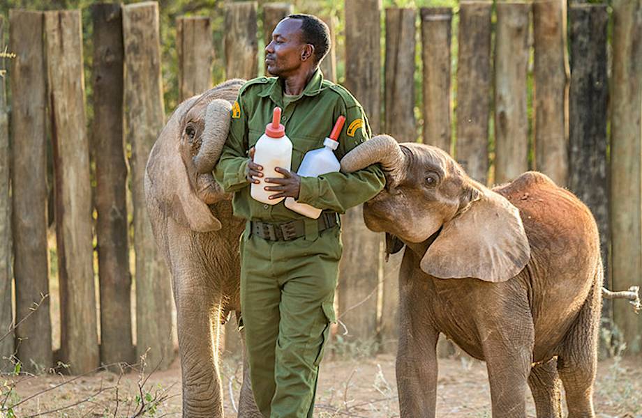 Как живут слоны-сироты в приюте в Кении, и почему так важно их спасать Как живут слоны-сироты в приюте в Кении, и почему так важно их спасать