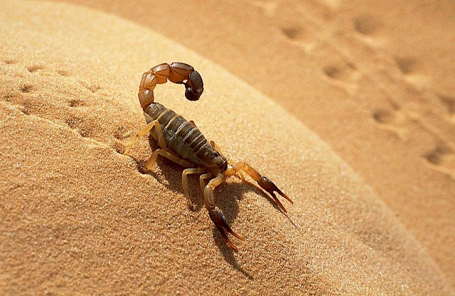 Марокканские ученые изобрели «доильный аппарат» для скорпионов