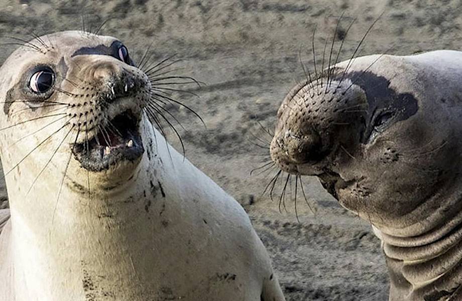 10 смешных фото дикой природы, претендующих на победу в Comedy Wildlife Photography