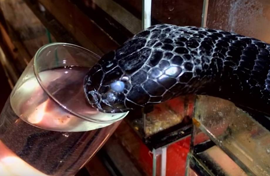 Люди дали смертельно опасной кобре во время линьки стакан воды