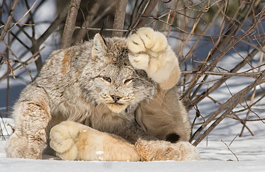 12 редких диких кошек, о которых вы не знали 