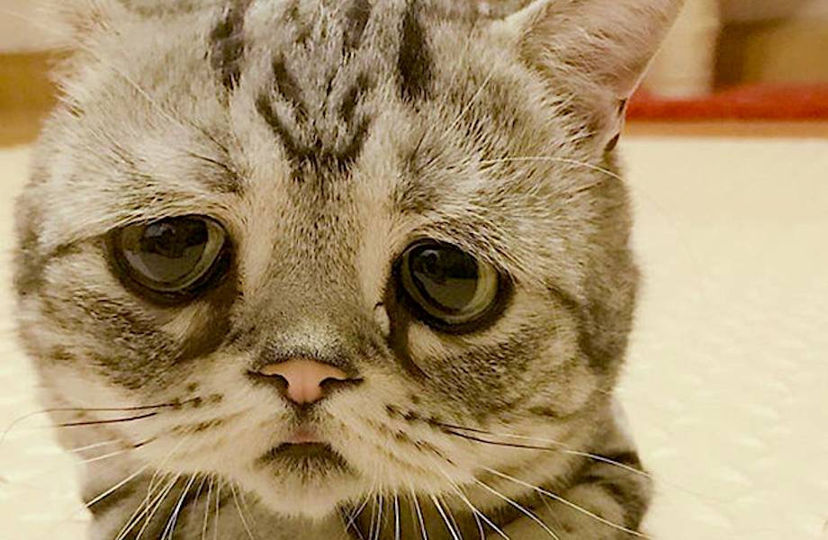 Луху — самая грустная кошка в мире