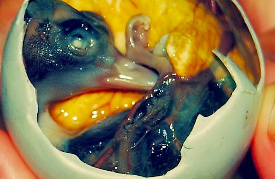 15 самых необычных традиционных блюд Вьетнама