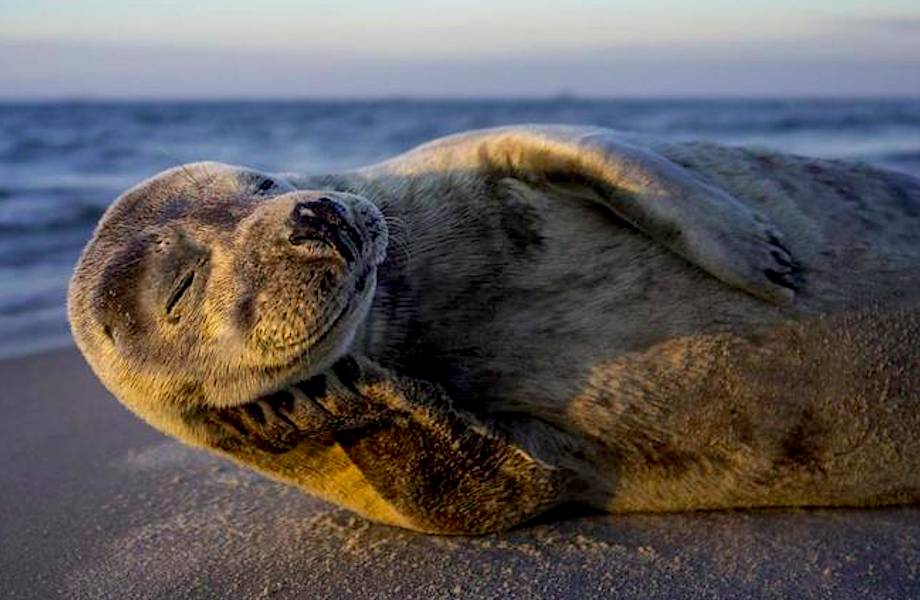 National Geographic представил первые снимки с конкурса Nature Photographer 2017