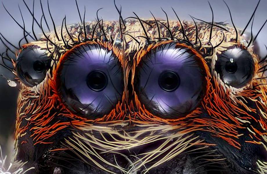 10 победителей конкурса макрофотографии Nikon показывают невидимый мир