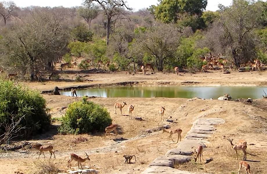 Во время засухи все животные стремятся ближе к воде, образуя грандиозные пастбища