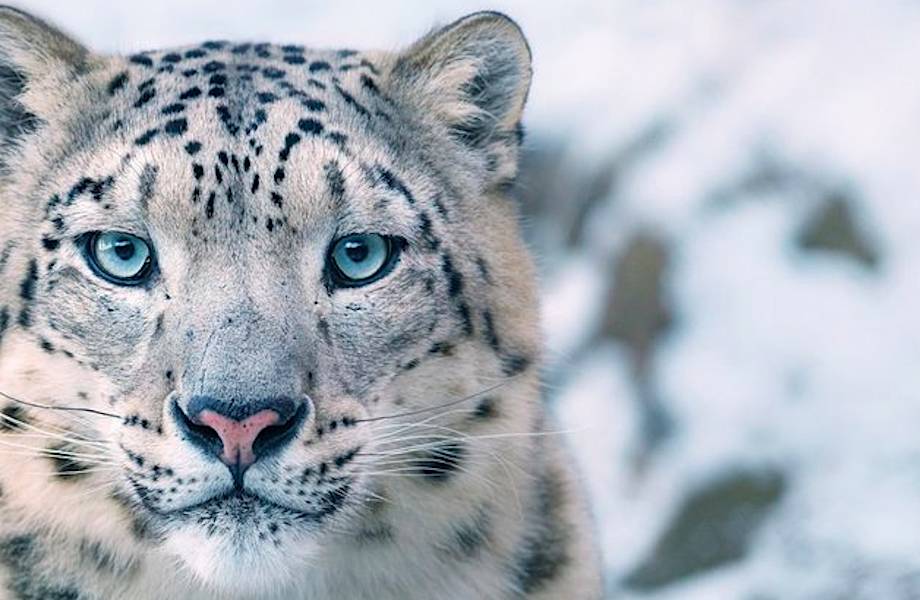 12 портретов животных, которые находятся на грани вымирания, сделанные Тимом Флэчем