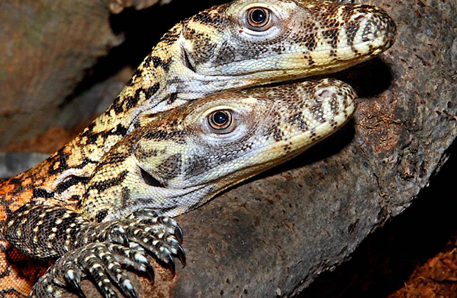 Совершенная рептилия: самке варана не нужны самцы для размножения