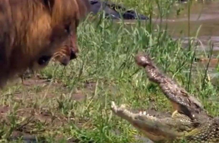 Видео: почему лев — царь зверей