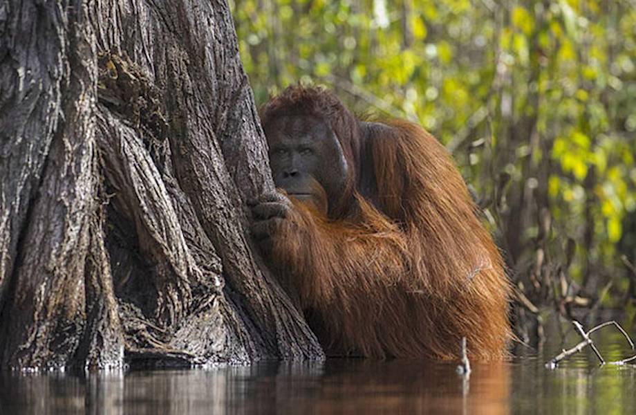 Nat Geo представил работы победителей конкурса фотографов природы 2017 года 