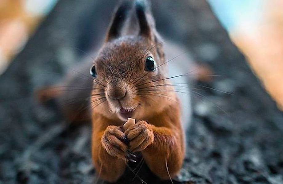 Фотограф снимает лесных животных Финляндии как профессиональных моделей